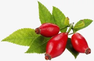 玫瑰果绿色叶子免抠