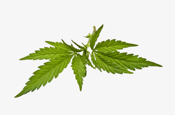 新鲜大麻免抠