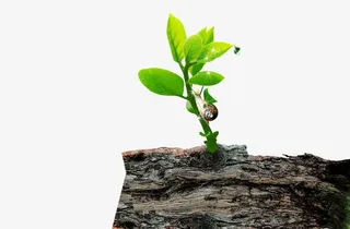 大树干上的小树苗免抠