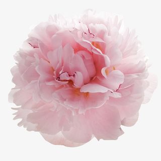 盛开的粉色鲜花免抠