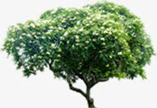 春天清新大树装饰免抠