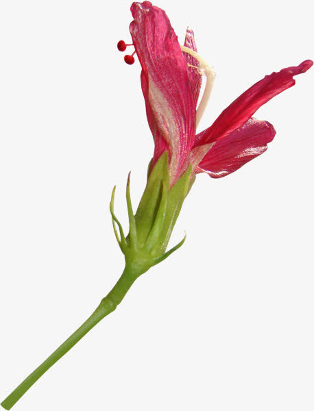 粉色手绘花朵设计盛开免抠