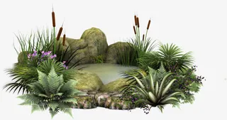 绿色小池塘 石头 花草免抠