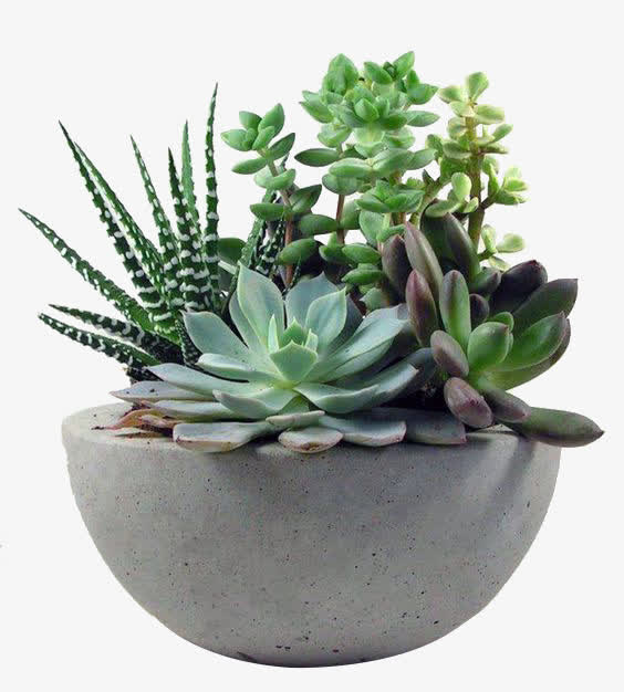 植物免抠