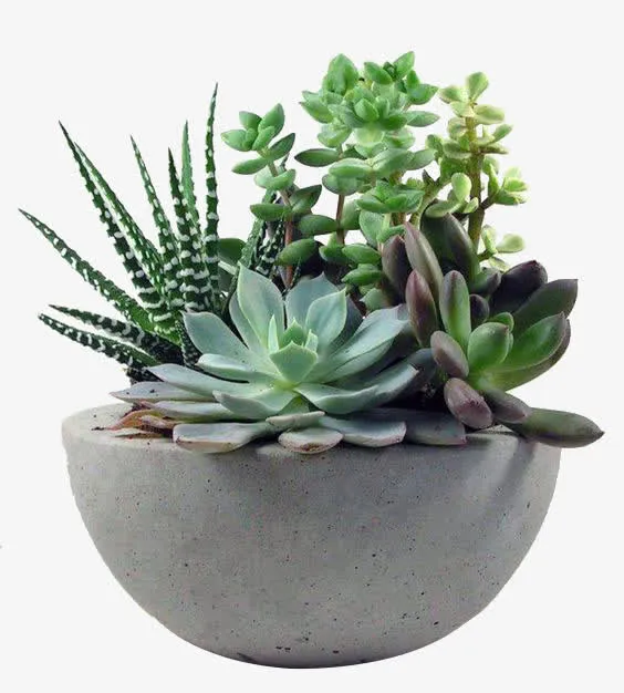 植物免抠