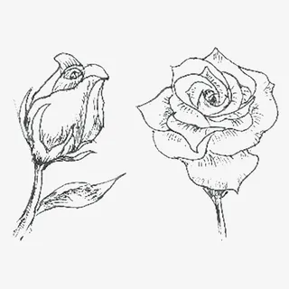 素描玫瑰免抠