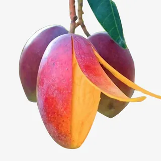 贵妃芒果火红成熟png撕开食欲免抠
