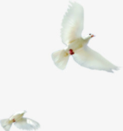 高清节日活动海报和平鸽免抠