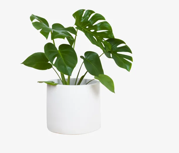 室内大叶植物盆栽免抠
