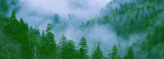 森林树林清新背景banner高清