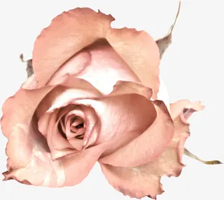 粉色玫瑰免抠