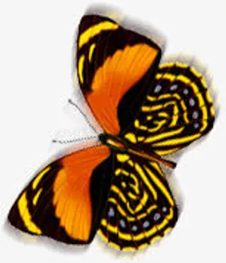 设计卡通海报夏日蝴蝶免抠