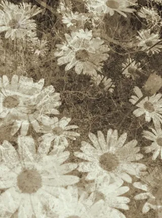 白色菊花复古背景