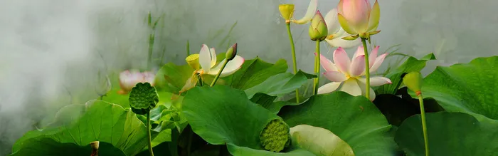 化妆品海报背景高清