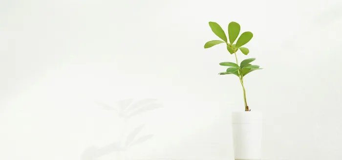 植物背景图高清