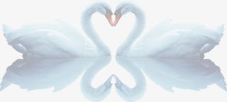 心形唯美天鹅七夕免抠