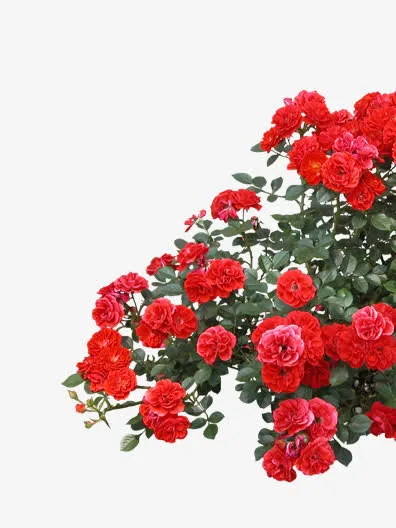 玫瑰花免抠