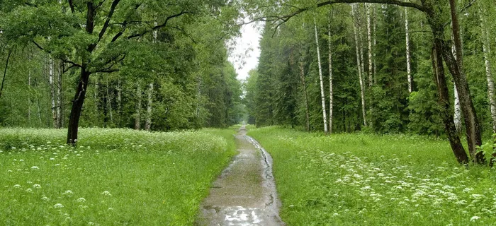 风景绿树草地背景高清