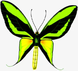 手绘绿色纹理蝴蝶免抠