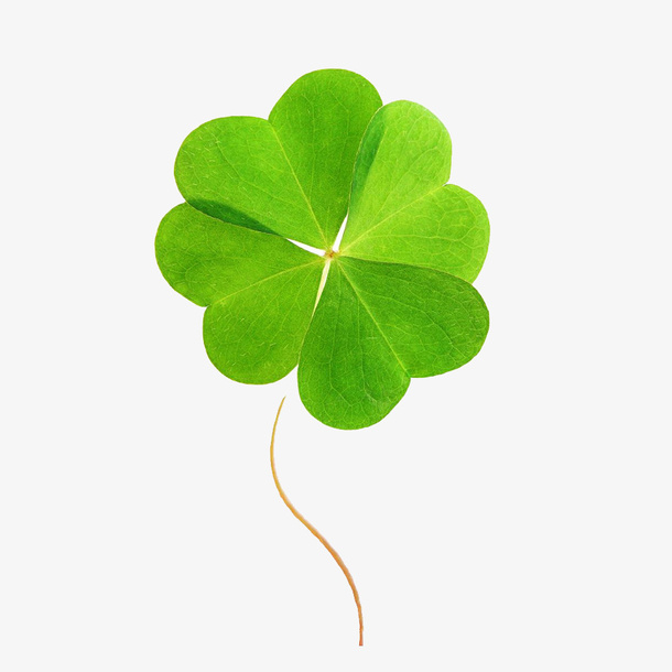 绿色四叶草。免抠