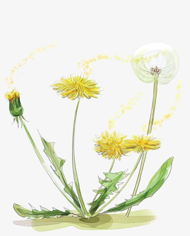 一束花朵免抠