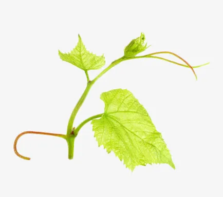 浅绿色葡萄叶子免抠