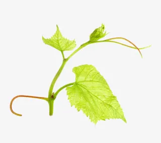 浅绿色葡萄叶子免抠