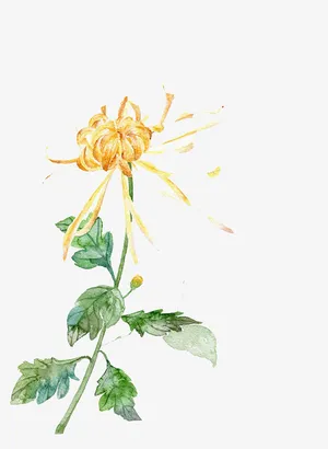 菊花免抠