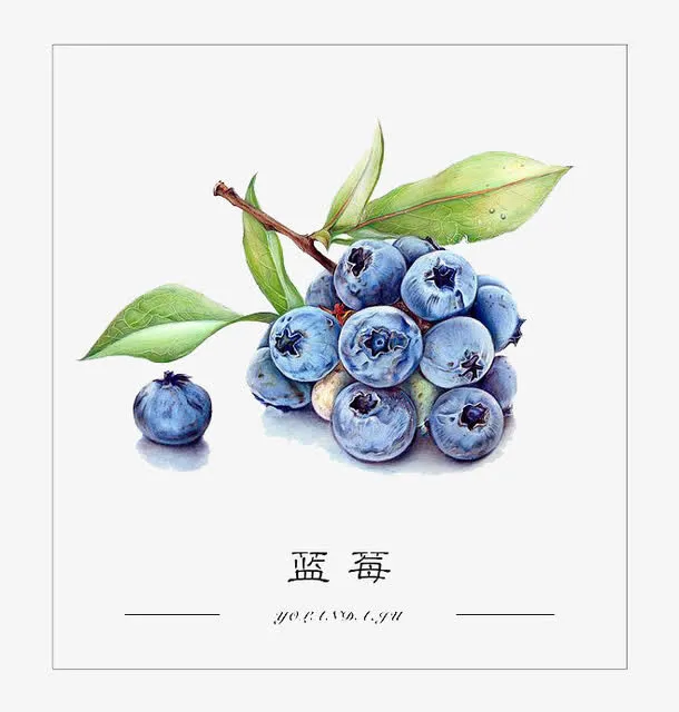 水彩蓝莓免抠