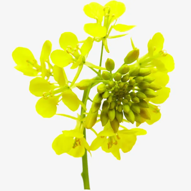 油菜花免抠