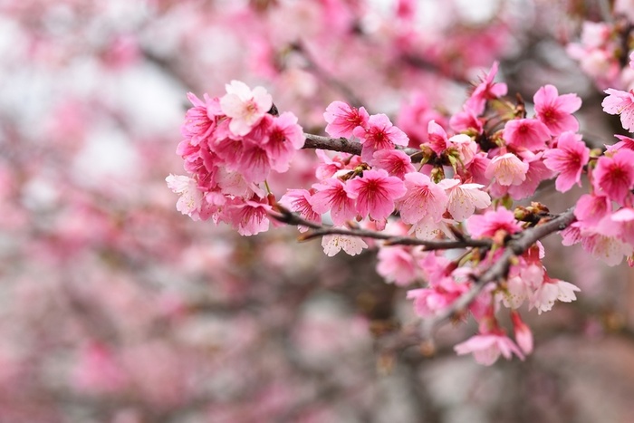 粉色花朵樱花桃花高清