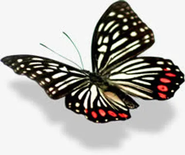 黑色精美手绘蝴蝶节日免抠