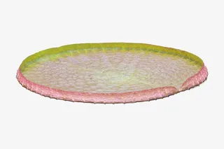 荷叶免抠素材免抠