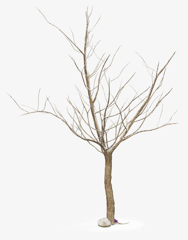 树枝免抠