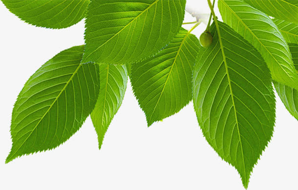 树叶清新植物春天免抠