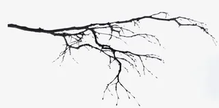 冰雪覆盖树枝免抠