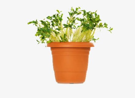 一盆子绿苗免抠