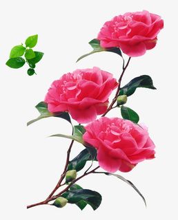 山茶花免抠 山茶花免抠