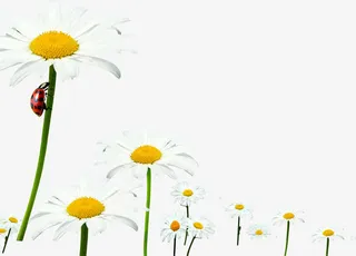 白色唯美瓢虫花朵免抠