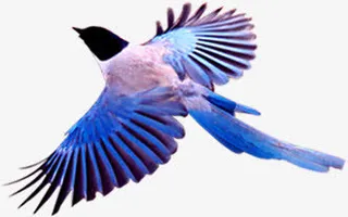 蓝色七夕飞翔喜鹊免抠