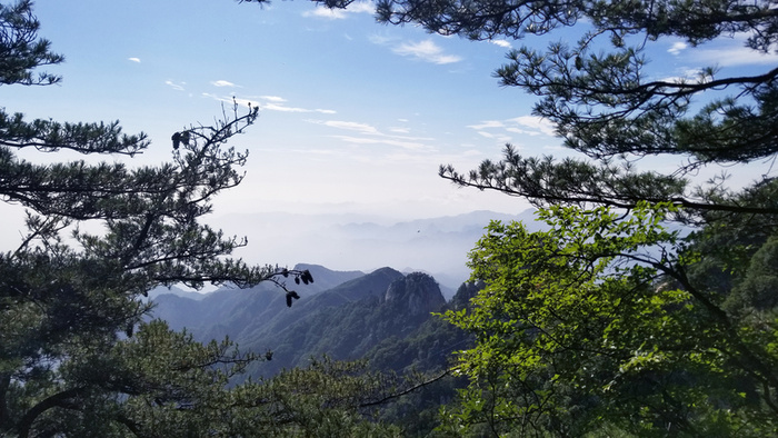 春天 蓝天绿树 松树高清