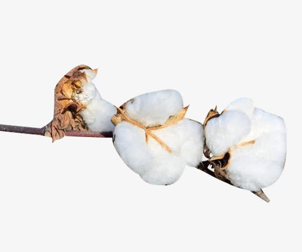盛开的精梳棉棉花图片素材免抠