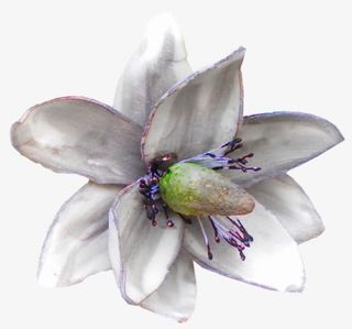 真花白色花朵免抠