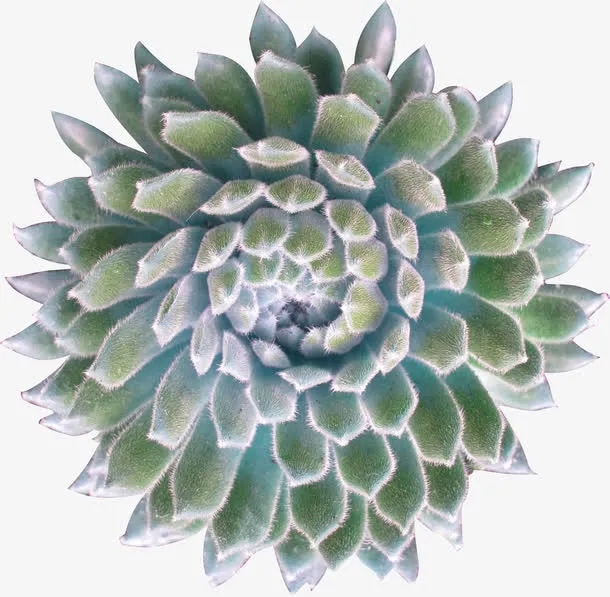 绿色简约多肉植物装饰图案免抠