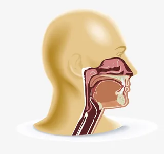 卡通人体器官矢量图免抠