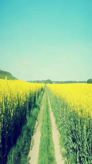 小清新绿色田野风光H5背景素材高清