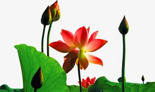 夏日荷塘荷花图片免抠