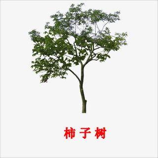 柿子树免抠