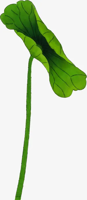 手绘卷曲荷叶夏日免抠