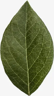 树叶高清元素免抠